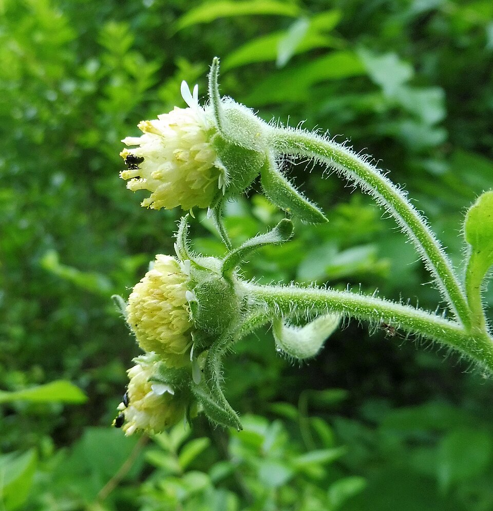 Polymnia canadensis (leafcup) (alternate view 10)