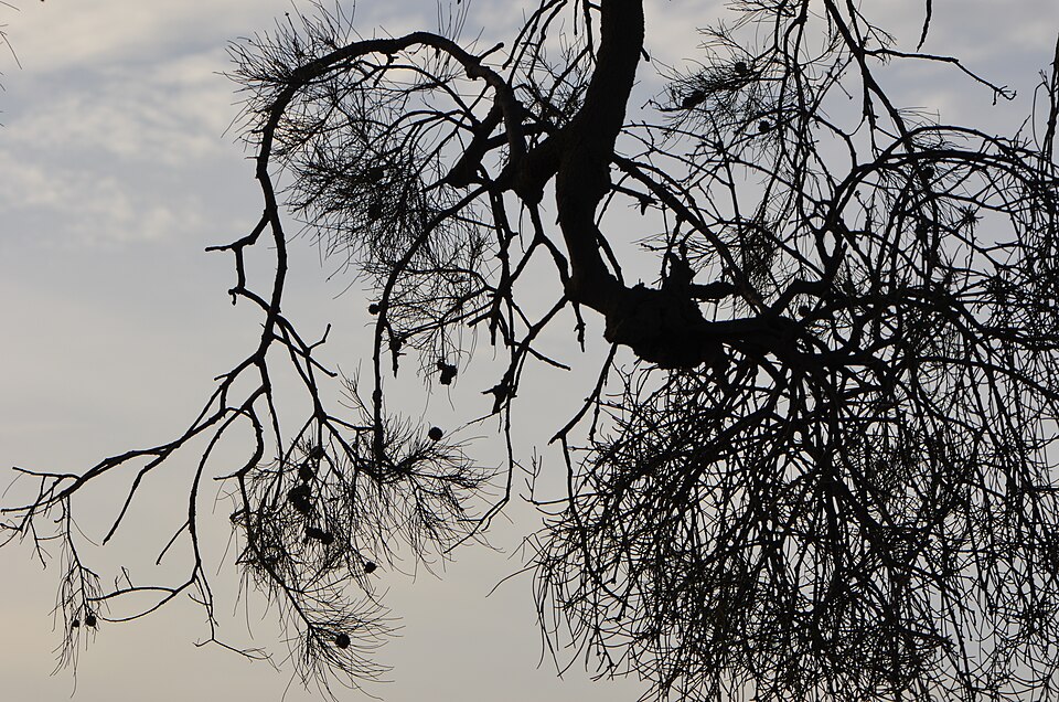 Amyema cambagei (needle-leaf mistletoe) (alternate view 6)