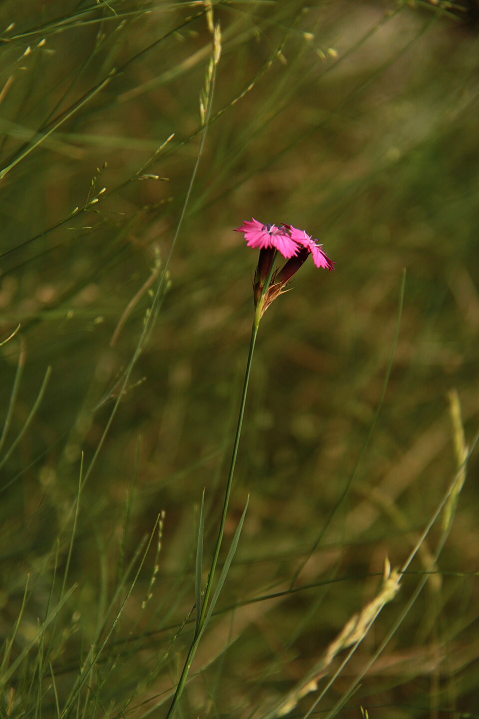 Dianthus (carnations) (alternate view 7)