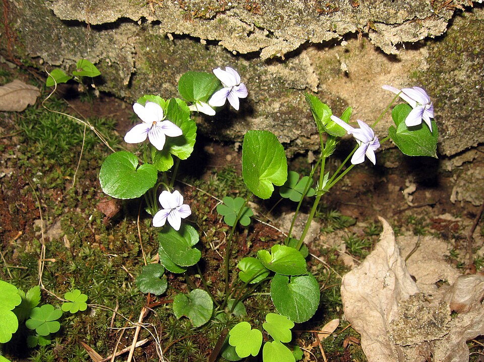 Viola rostrata (Long-spurred violet) (alternate view 6)
