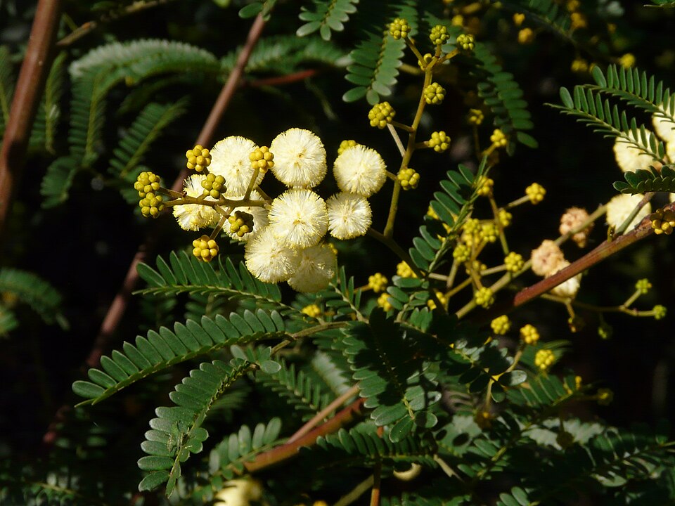 Acacia terminalis (Sunshine Wattle) (alternate view 2)