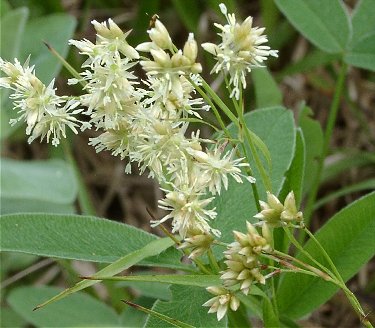 Luzula nivea (alternate view 9)
