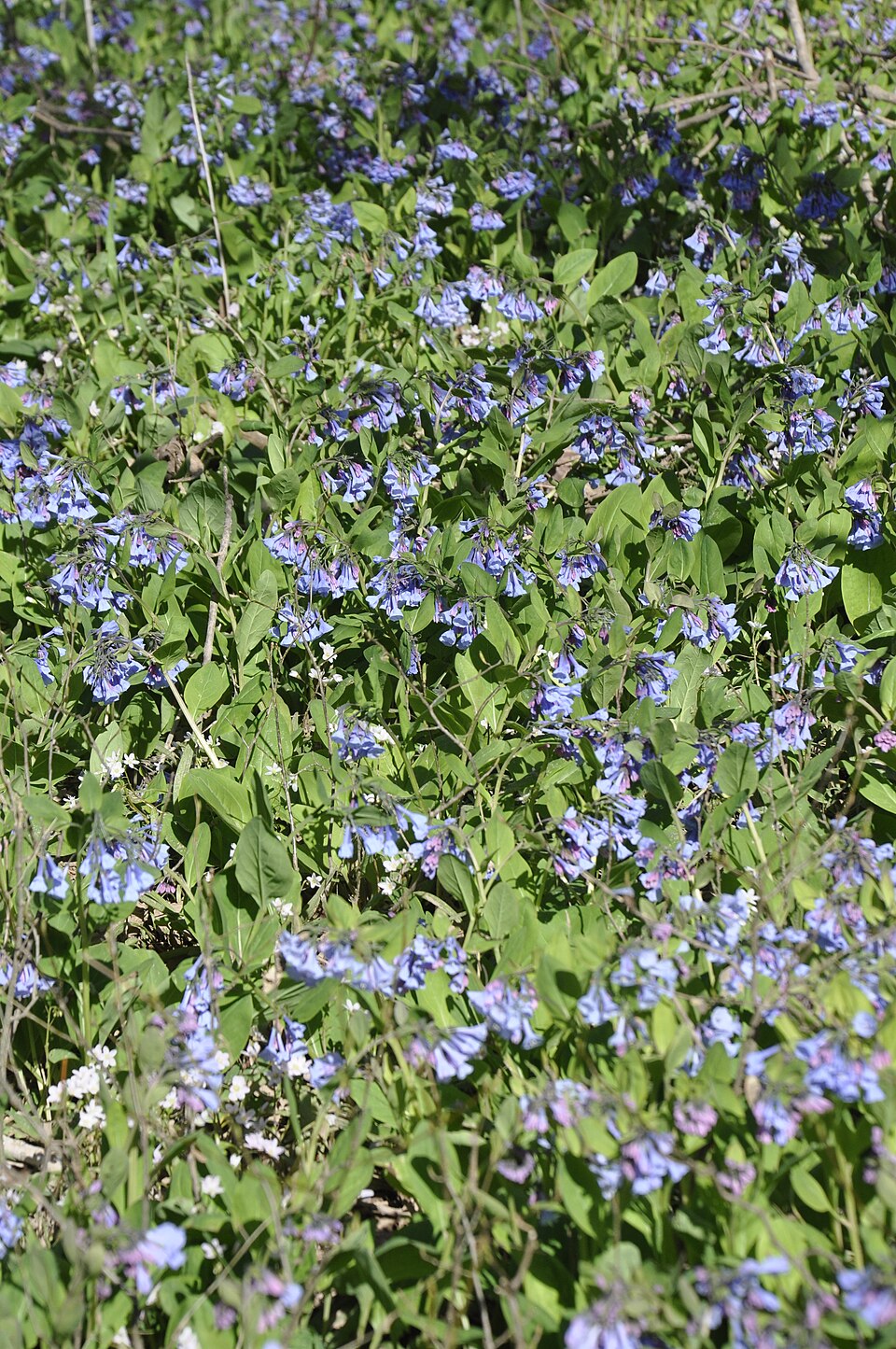 Mertensia virginica (Virginia Bluebells) (alternate view 10)