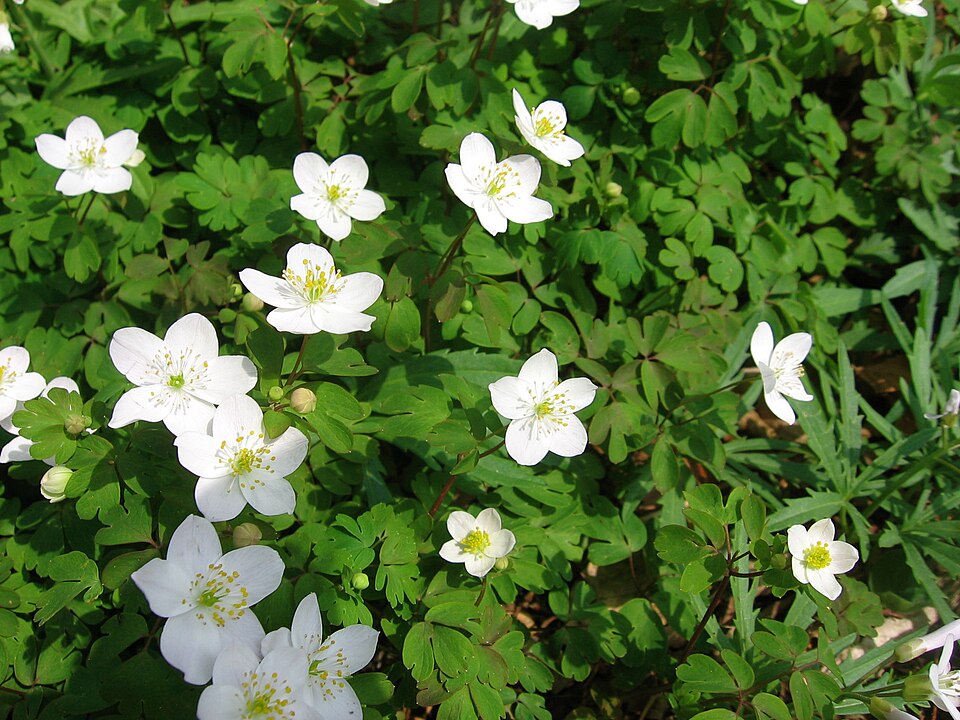 Enemion biternatum (false rue anemone) (alternate view 8)