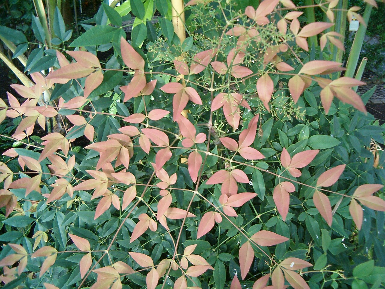 Nandina domestica (Heavenly bamboo)