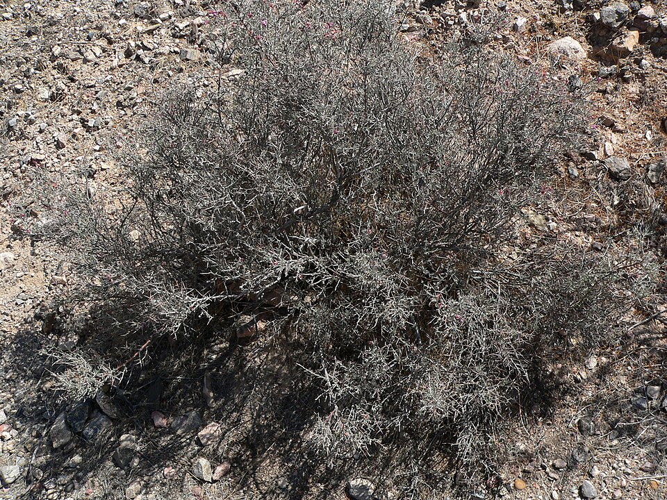 Krameria bicolor (White Rhatany) (alternate view 9)