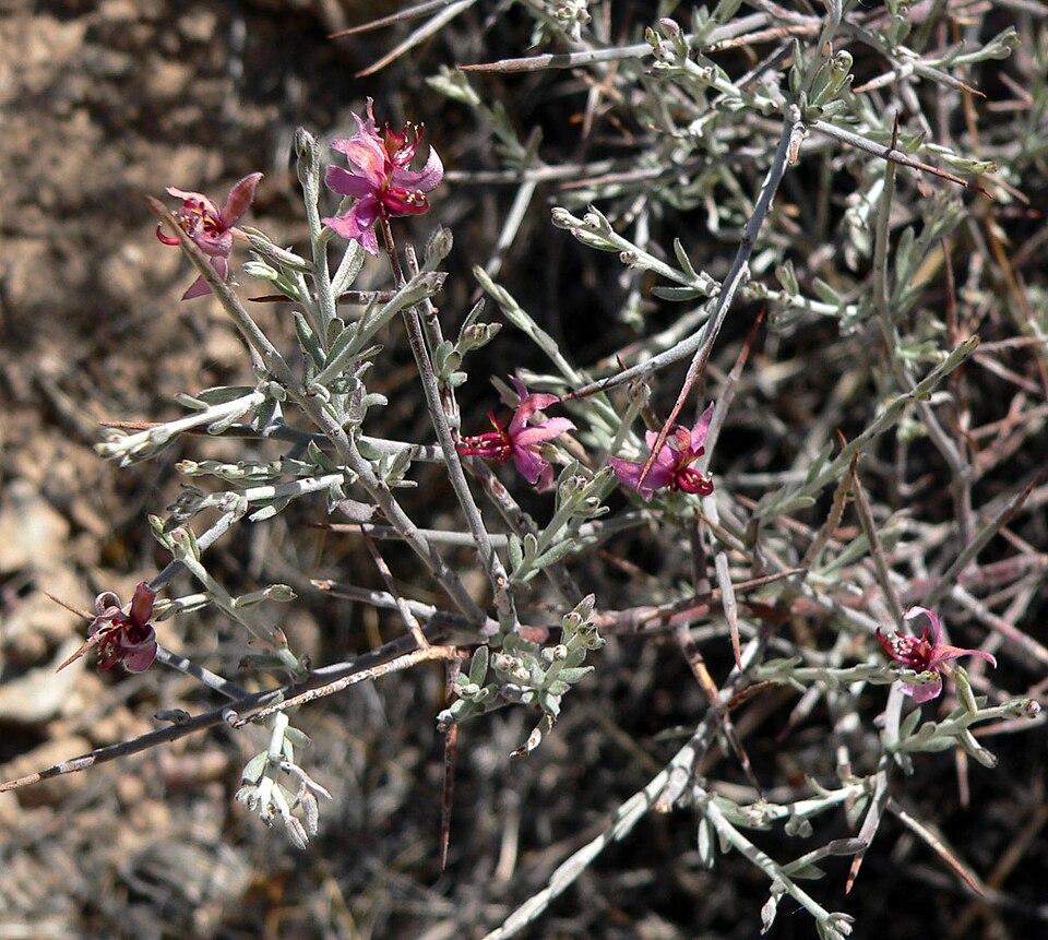 Krameria bicolor (White Rhatany) (alternate view 10)