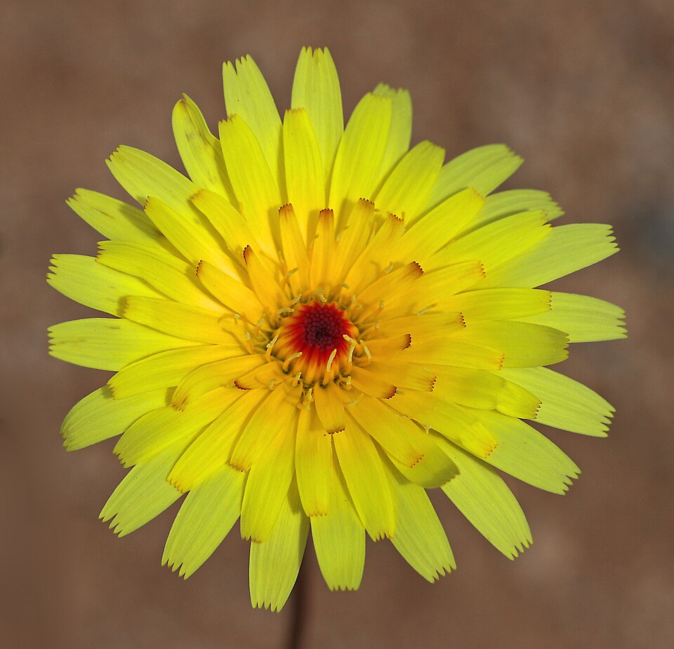 Malacothrix glabrata (desert dandelion) (alternate view 5)