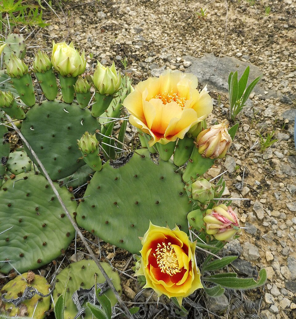 Opuntia cespitosa (Eastern Pricklypear) (alternate view 6)