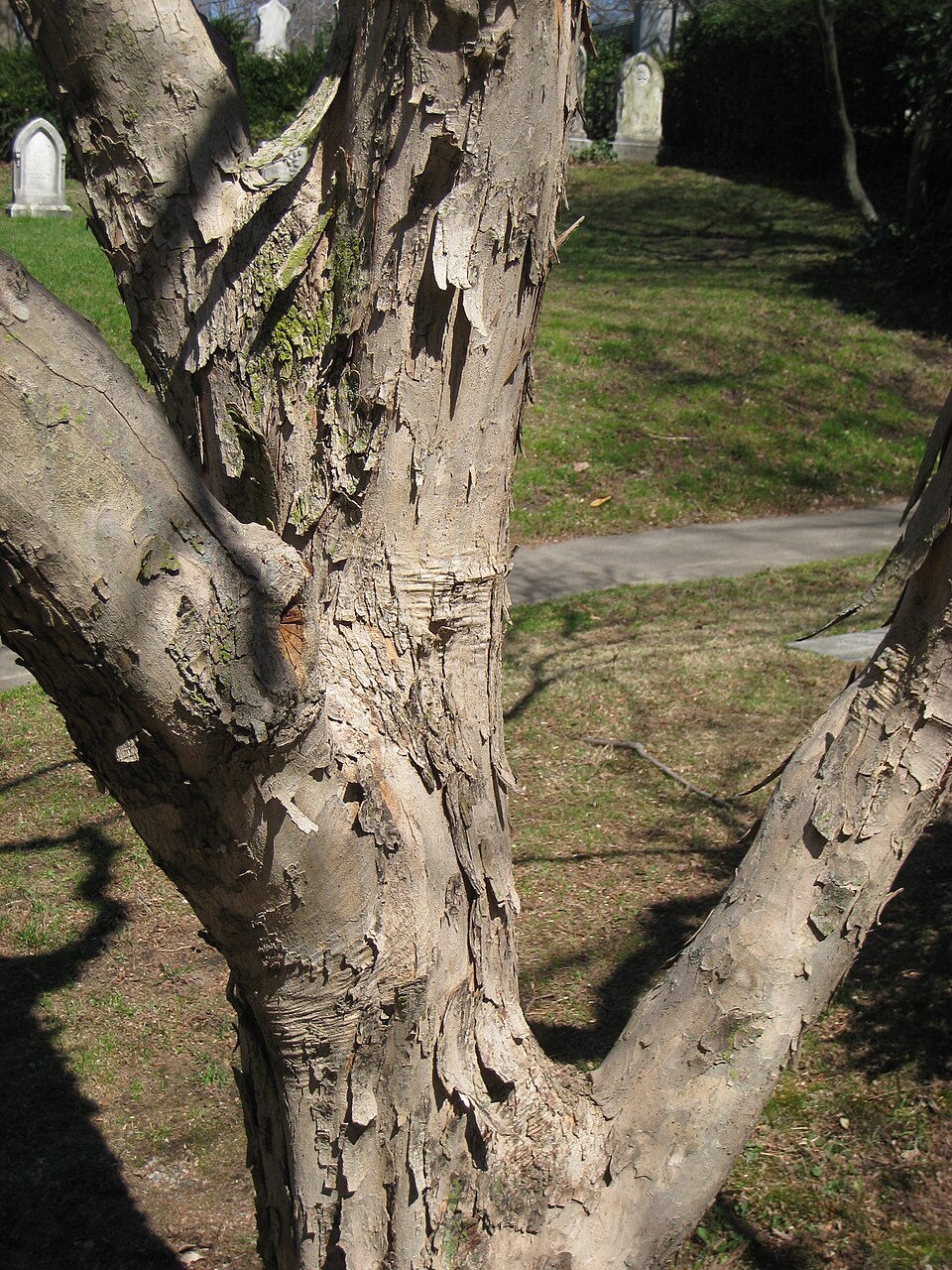 Acer buergerianum (Trident Maple) (alternate view 7)