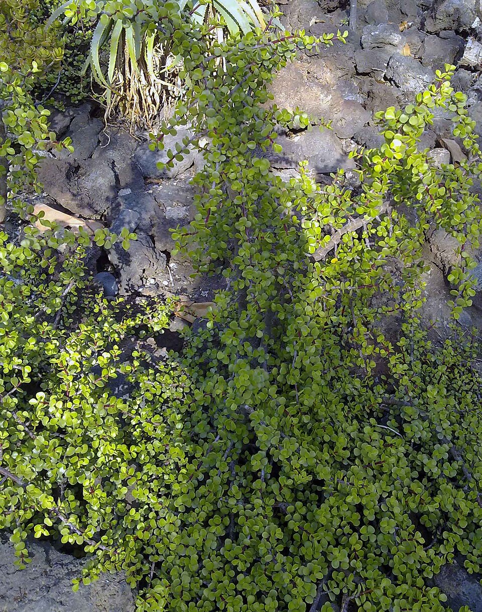 Portulacaria afra (Jade Plant) (alternate view 10)