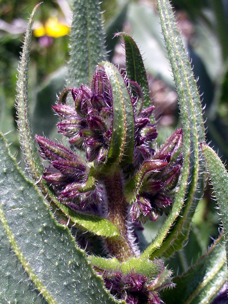 Anchusa azurea (Italian bugloss) (alternate view 10)
