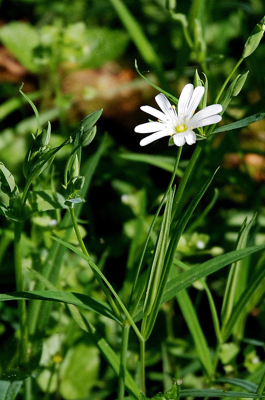 Stellaria graminea (lesser stitchwort)