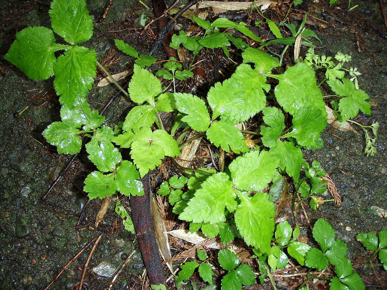Cryptotaenia japonica, Japanese parsley (mitsuba) — clumping deciduous (Apiaceae) (image 2 of 8)