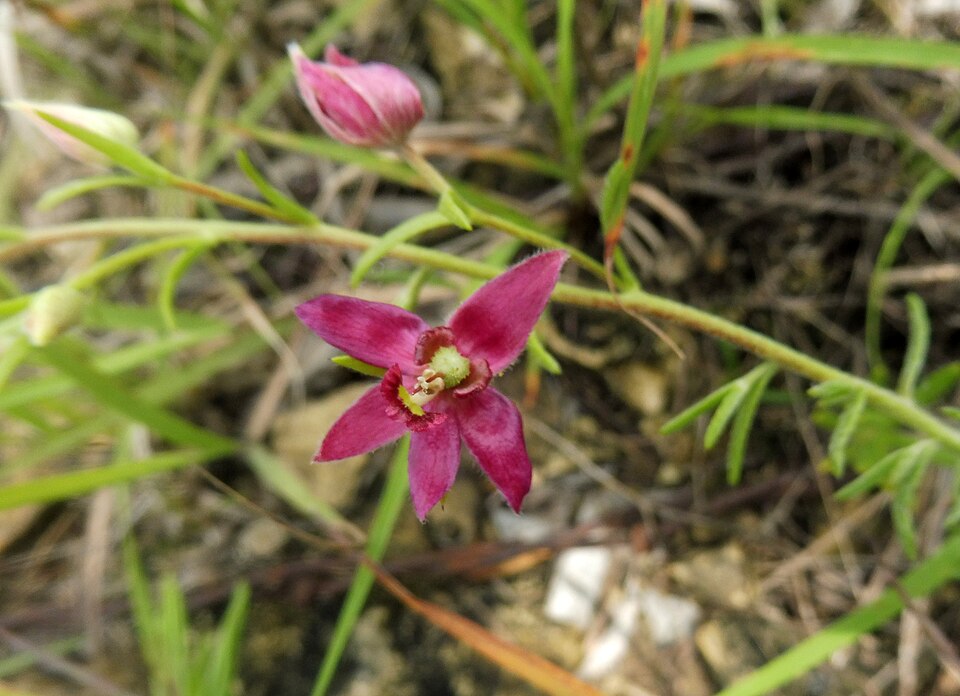 Krameria lanceolata (Trailing Rhatany) (alternate view 6)