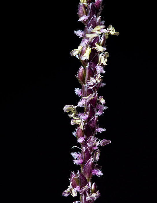 Cynodon dactylon (Bermuda Grass) (alternate view 10)