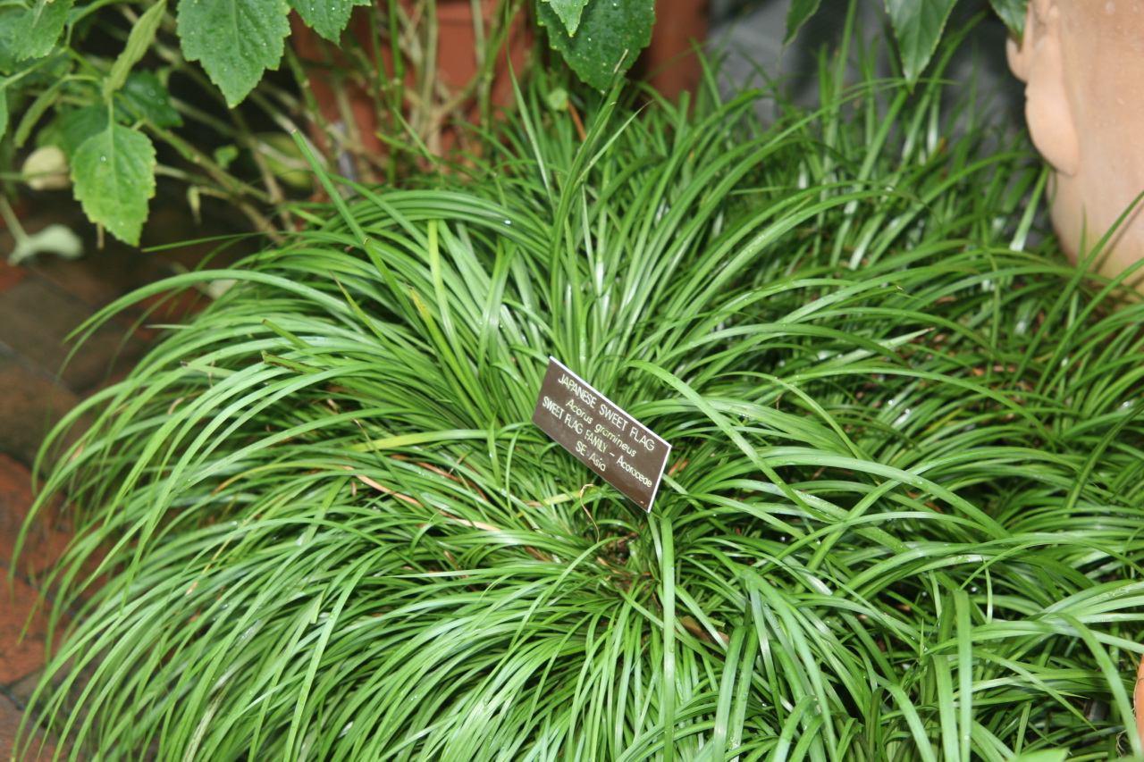 Acorus gramineus, Japanese sweet flag — clumping semi-evergreen (Acoraceae) (image 1 of 7)