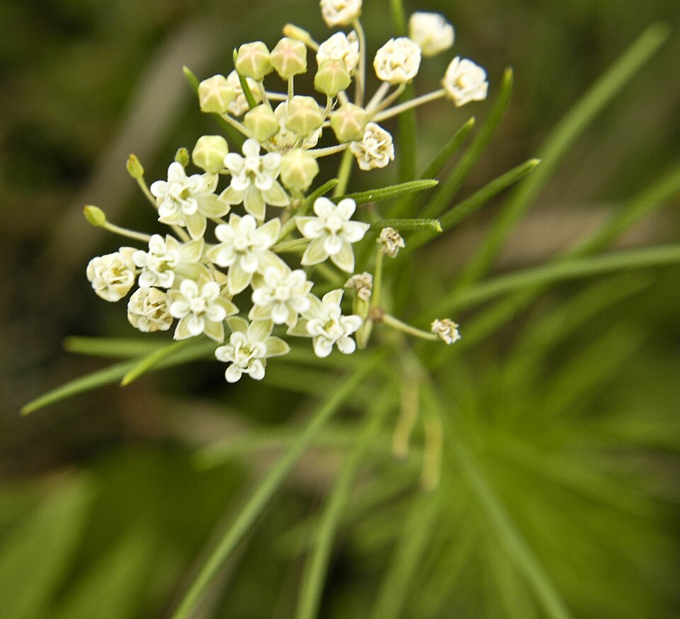 Asclepias verticillata (Whorled Milkweed) (alternate view 6)