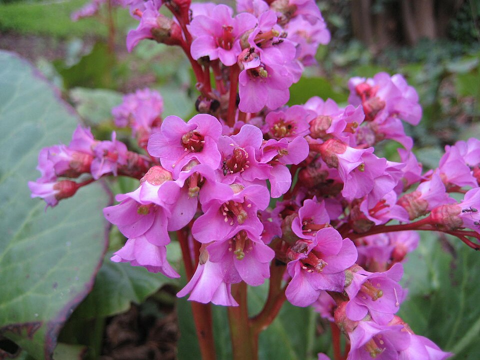 Bergenia crassifolia (Heartleaf bergenia) (alternate view 9)
