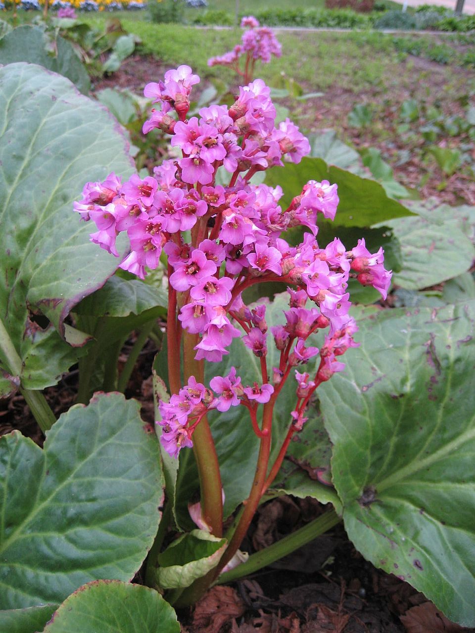 Bergenia crassifolia (Heartleaf bergenia) (alternate view 10)