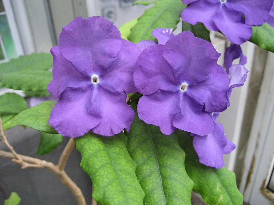 Brunfelsia pauciflora (Yesterday-Today-and-Tomorrow) (alternate view 8)