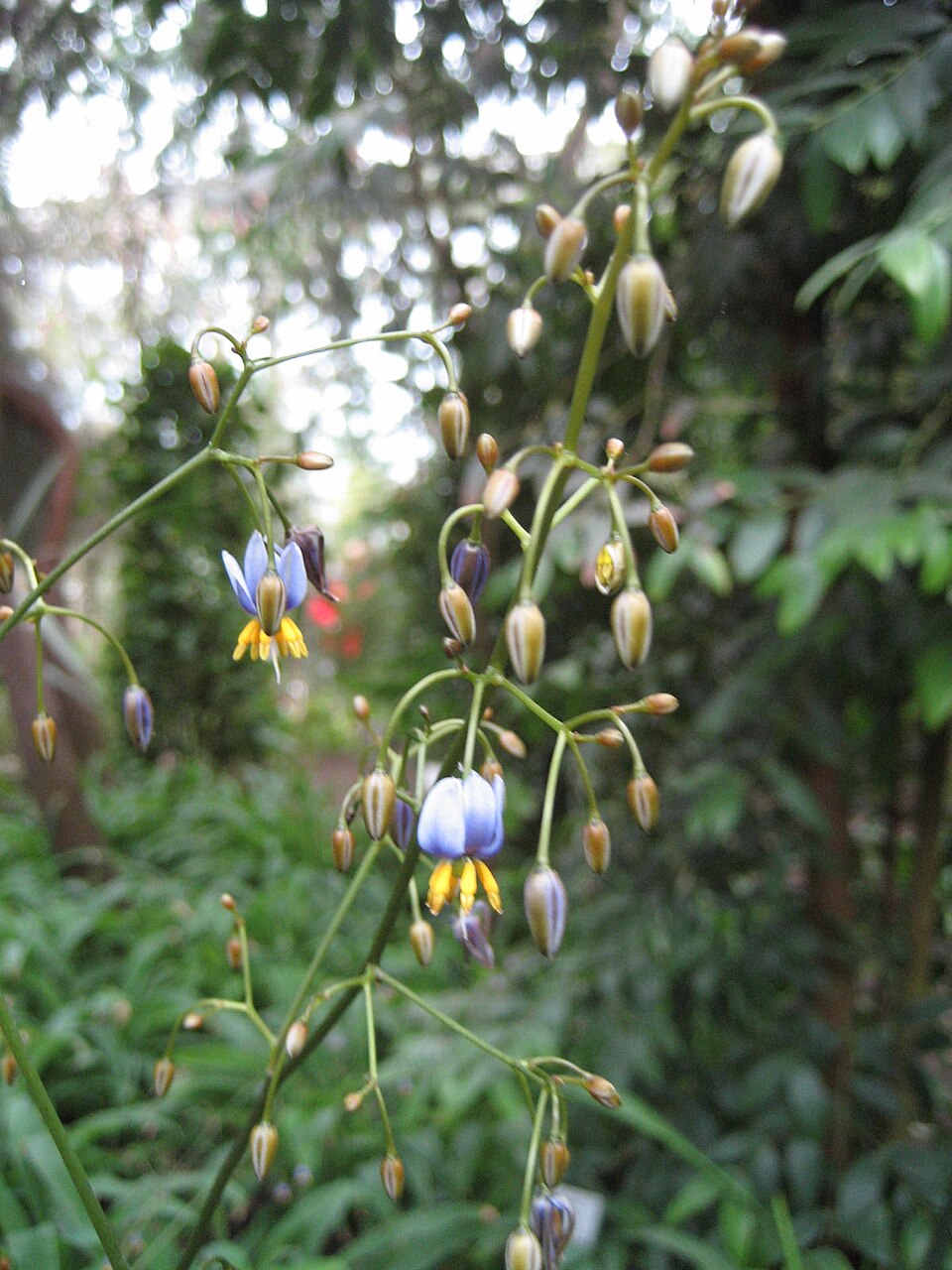 Dianella tasmanica (alternate view 5)
