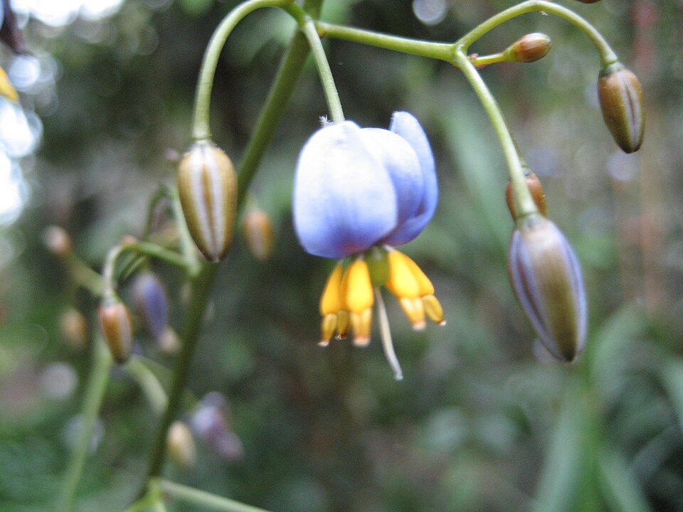 Dianella tasmanica (alternate view 6)