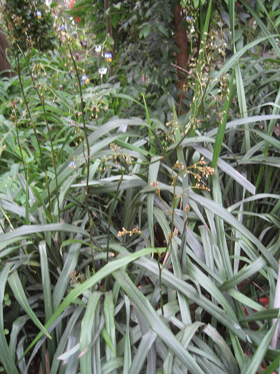 Dianella tasmanica (alternate view 7)