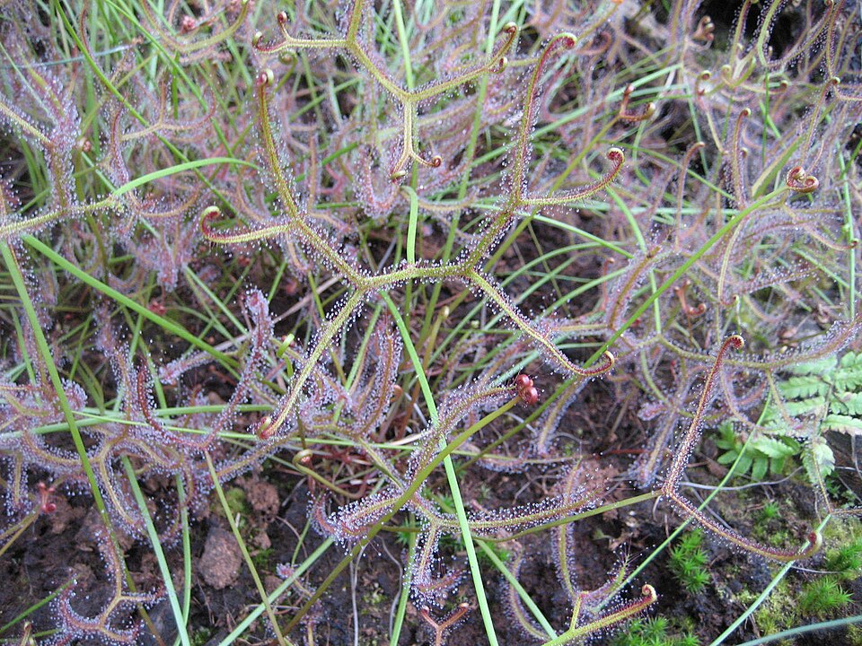 Drosera binata (Fork-leaved Sundew) (alternate view 4)