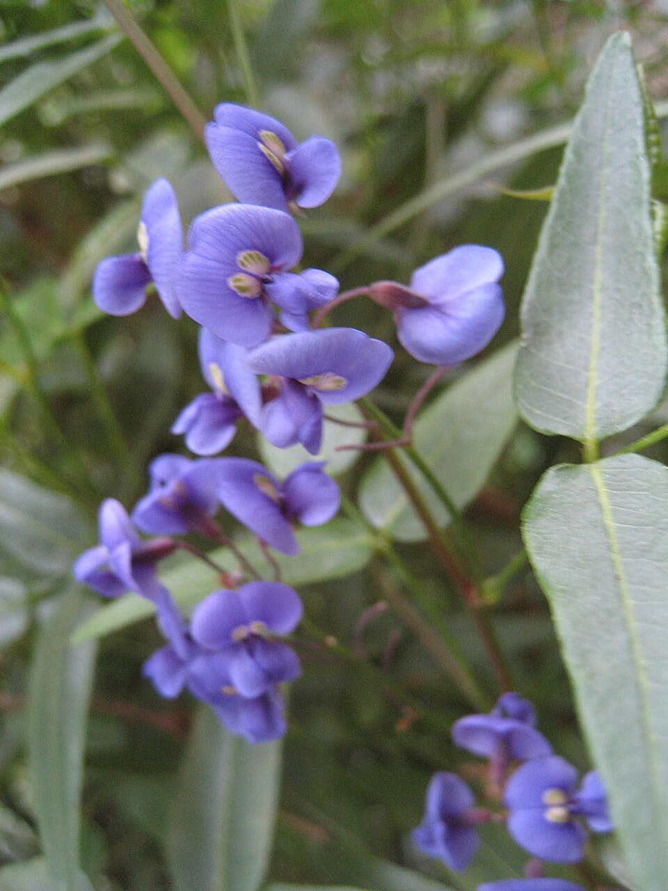 Hardenbergia comptoniana (Native wisteria) (alternate view 3)