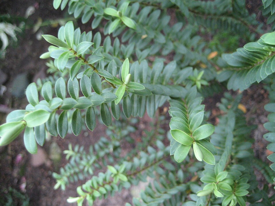 Veronica odora (boxleaf hebe) (alternate view 7)