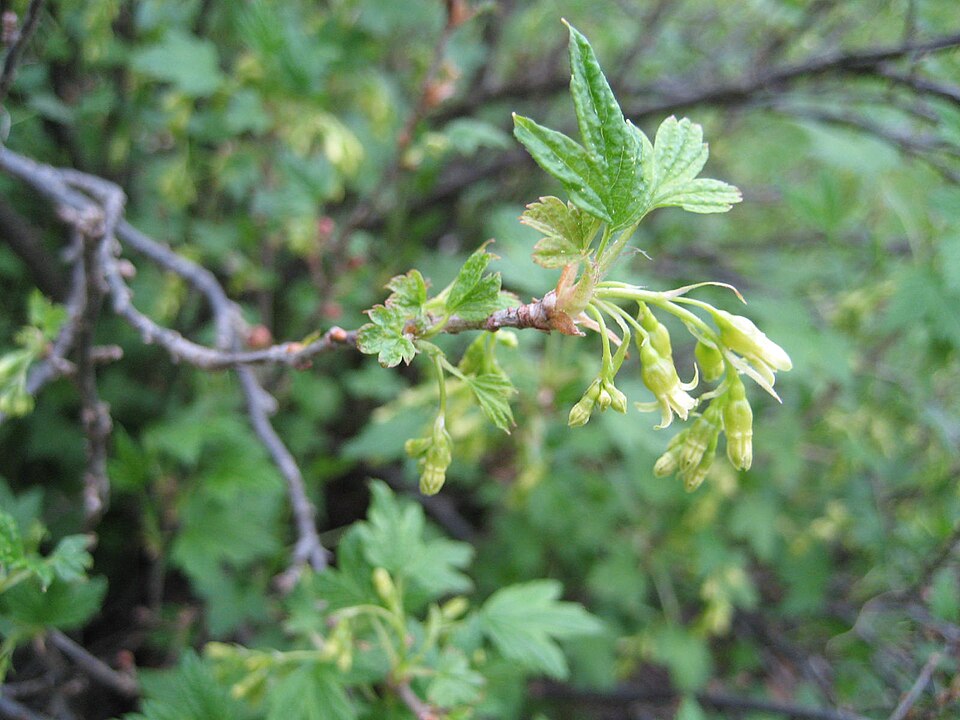 Ribes americanum (American Black Currant) (alternate view 6)