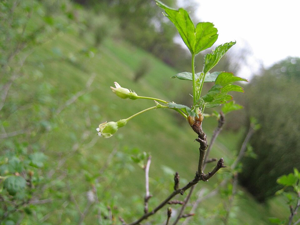 Ribes cynosbati (prickly gooseberry) (alternate view 5)