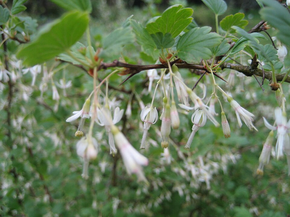 Ribes divaricatum (Coast Black Gooseberry) (alternate view 10)