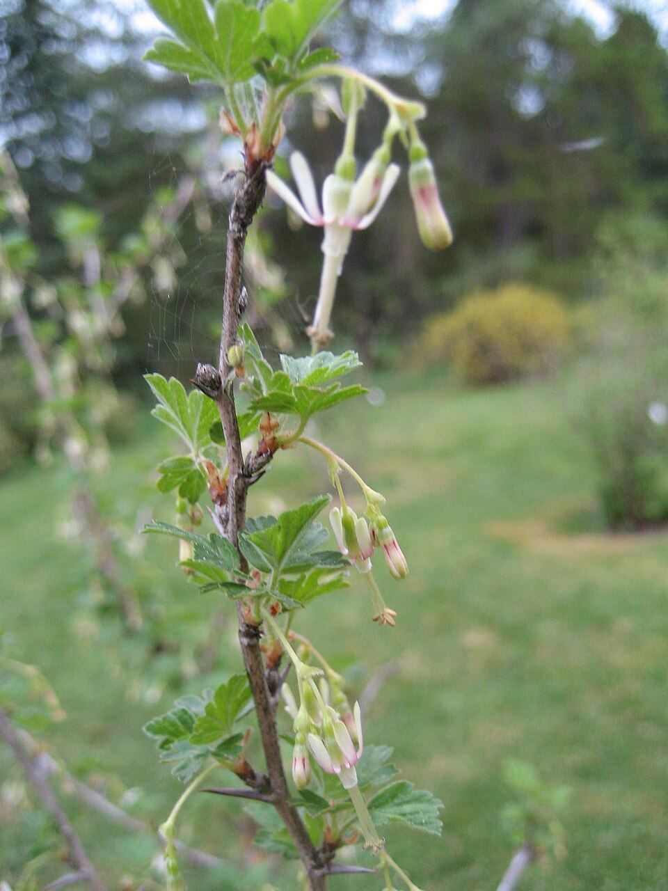 Ribes missouriense (Missouri Gooseberry) (alternate view 6)