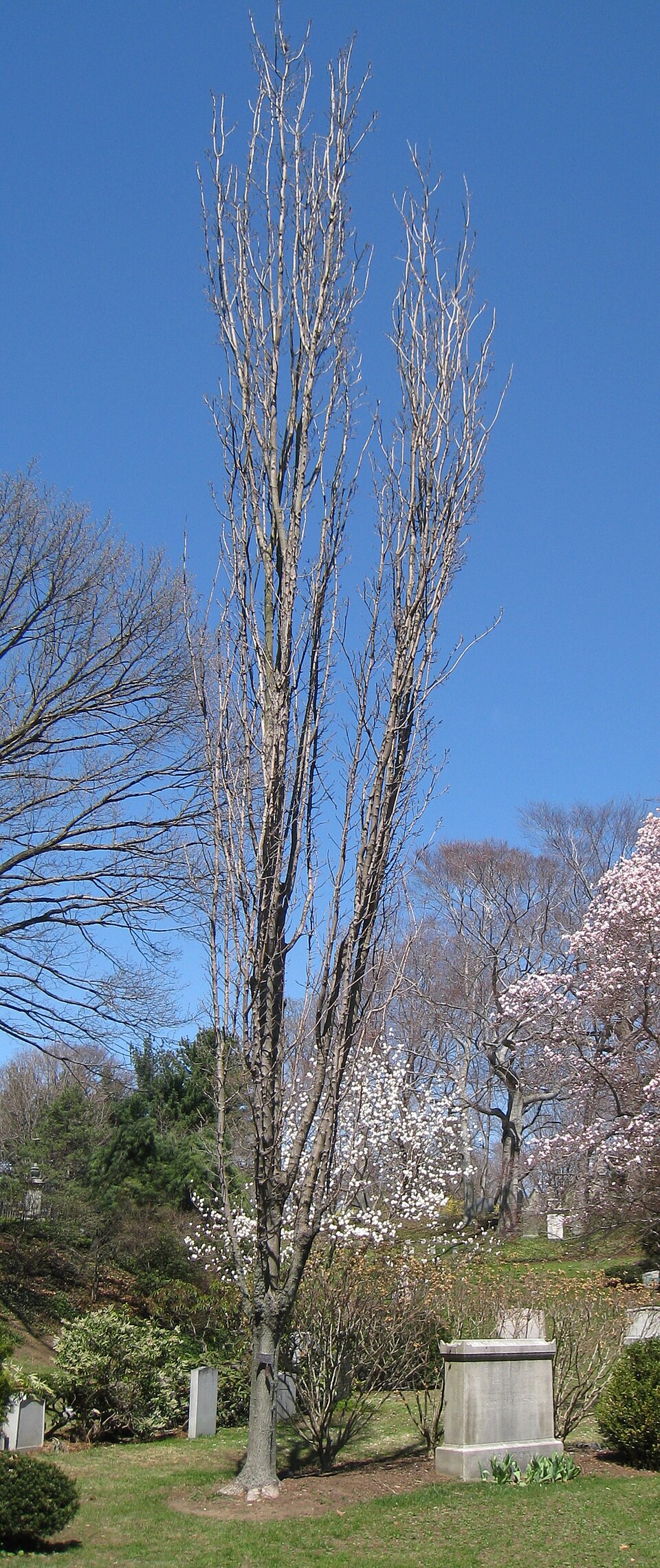 Acer saccharum (sugar maple)