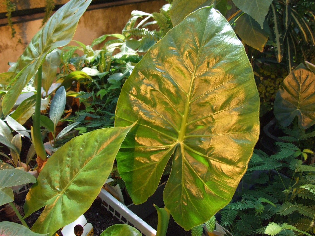 Alocasia macrorrhizos, Giant taro — upright evergreen (Araceae) (image 6 of 8)
