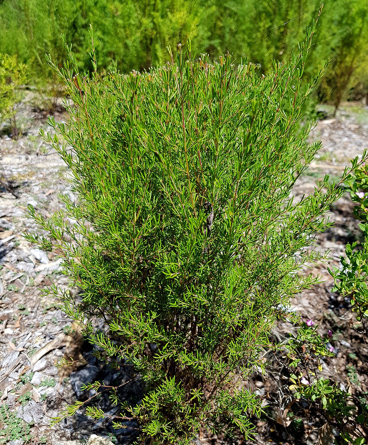 Boronia megastigma, Brown boronia — upright evergreen (Rutaceae) (image 2 of 10)