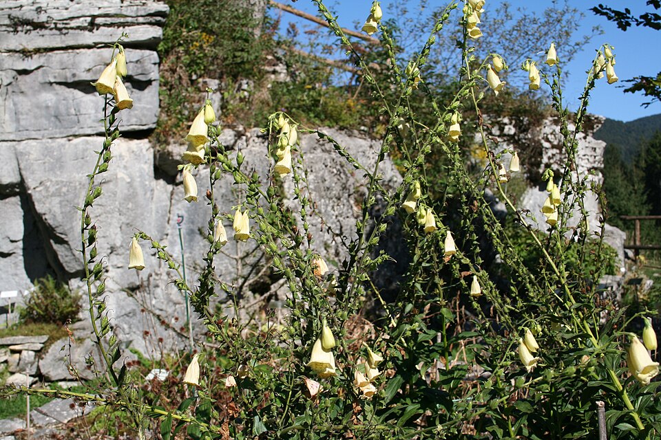 Digitalis grandiflora (Large Yellow Foxglove) (alternate view 6)