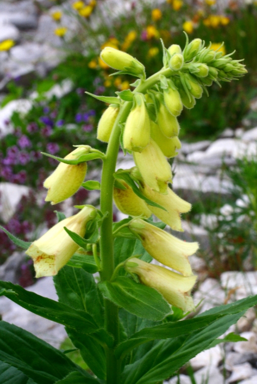 Digitalis grandiflora (Large Yellow Foxglove) (alternate view 7)