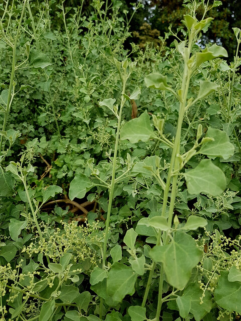 Chenopodium parabolicum (Fragrant Saltbush) (alternate view 6)