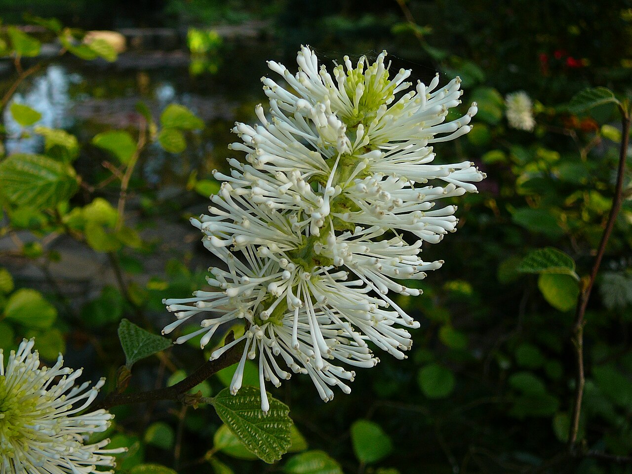 Fothergilla major, Large fothergilla — upright deciduous (Hamamelidaceae) (image 10 of 10)