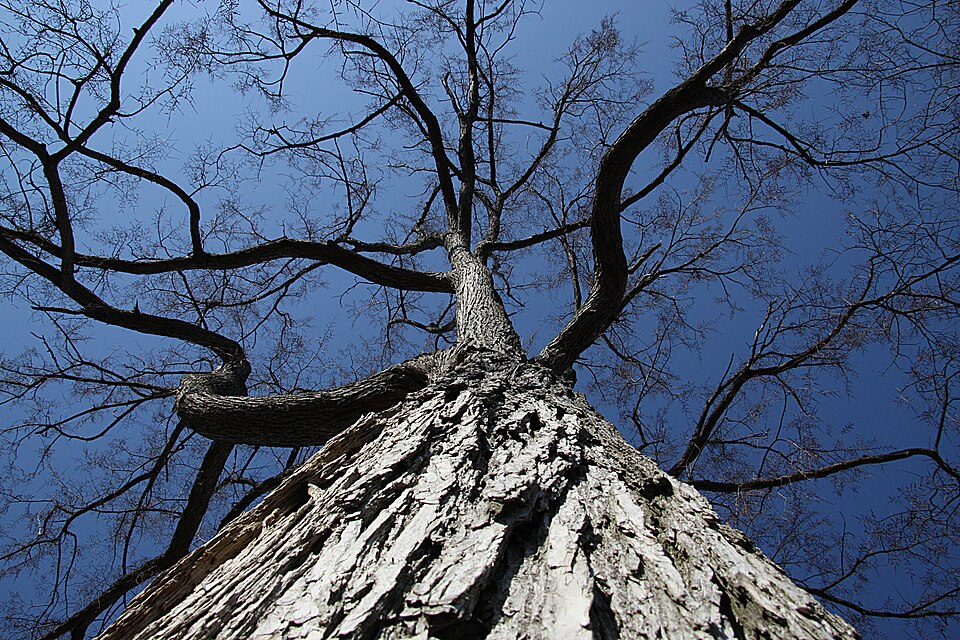 Ulmus rubra (slippery elm) (alternate view 5)