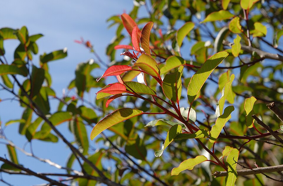 Malosma laurina (laurel sumac)