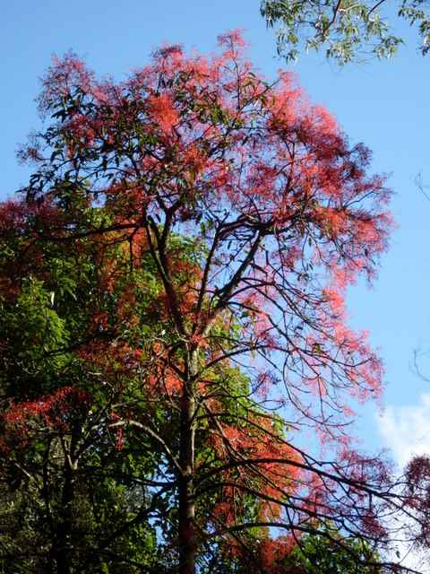 Brachychiton acerifolius (flame tree) (alternate view 6)