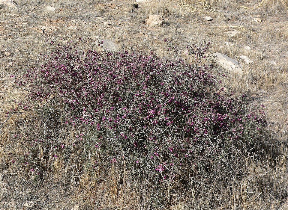 Krameria erecta (Littleleaf Rhatany) (alternate view 5)