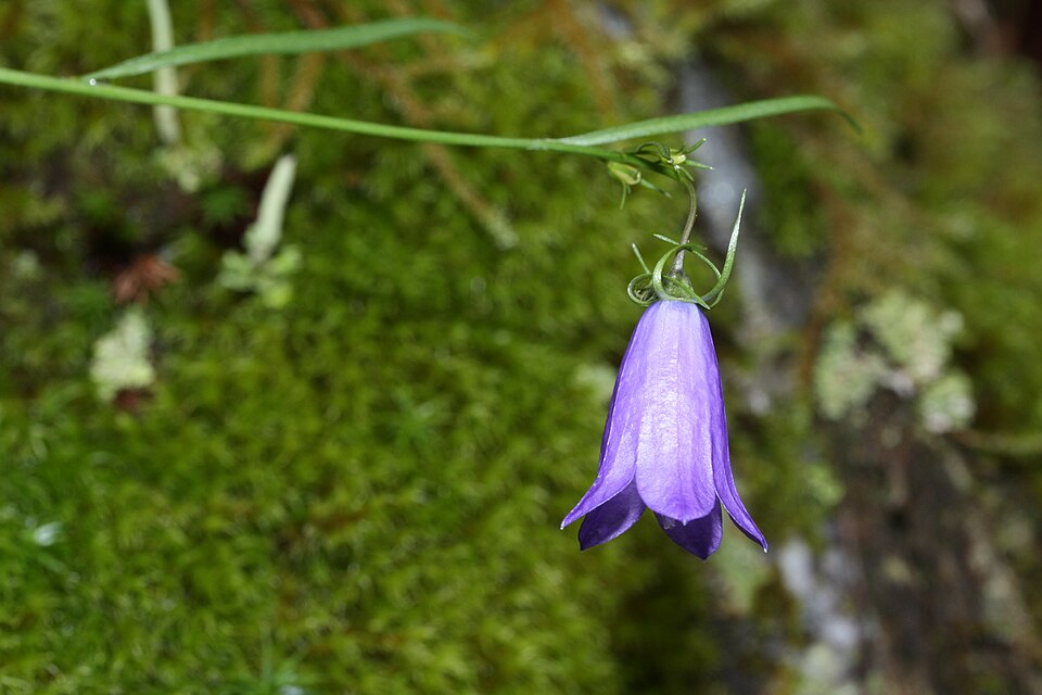 Campanula petiolata (western harebell) (alternate view 7)