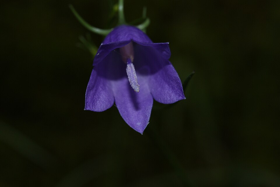 Campanula petiolata (western harebell) (alternate view 8)