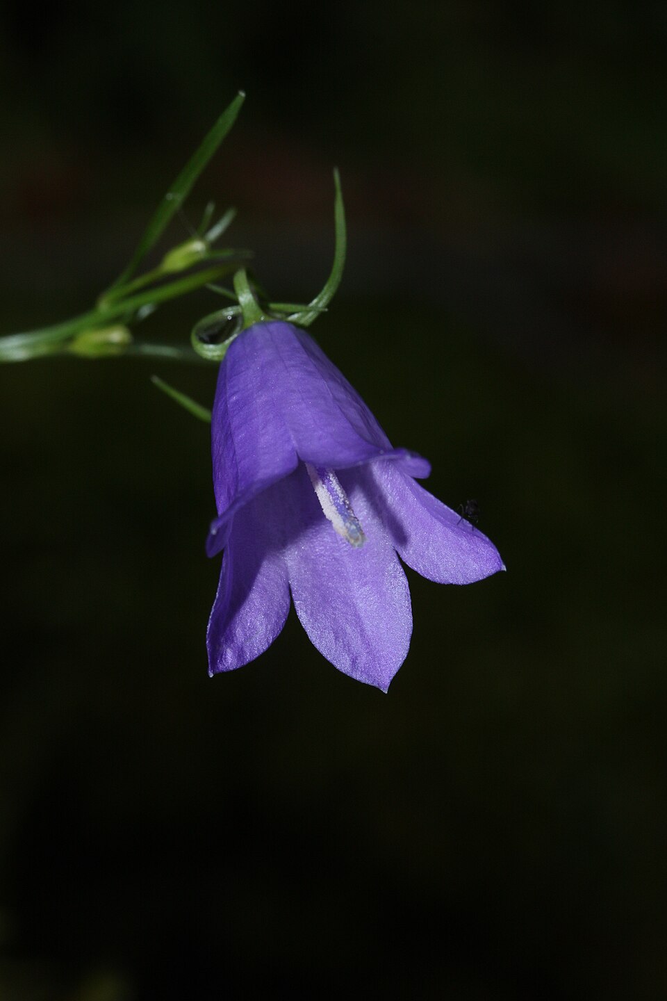 Campanula petiolata (western harebell) (alternate view 9)
