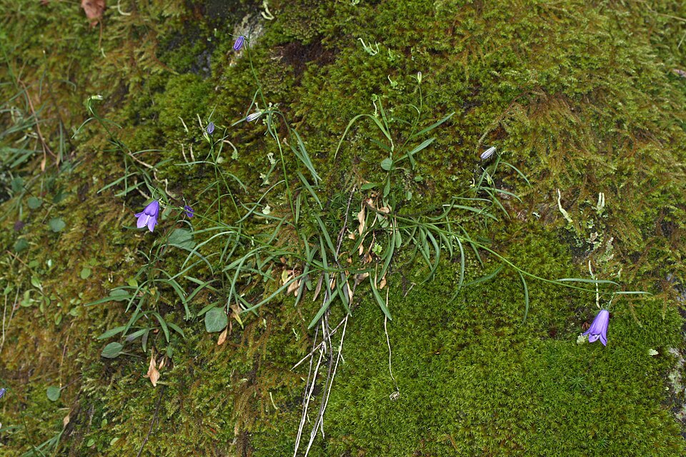 Campanula petiolata (western harebell) (alternate view 10)